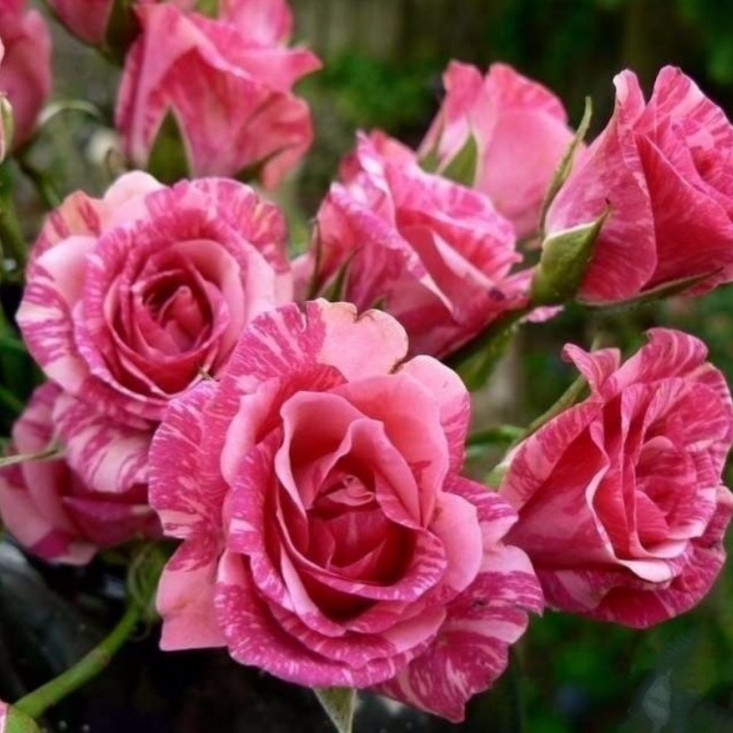 Роза Pink Flash (Пинк флеш) (спрей) - яркий аромат для вдохновения Роза Pink Flash (Пинк флеш) (спрей) - яркий аромат для вдохновения