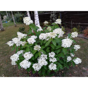 Саженцы Гортензия Прим Уайт (Prim White) (метельчатая)