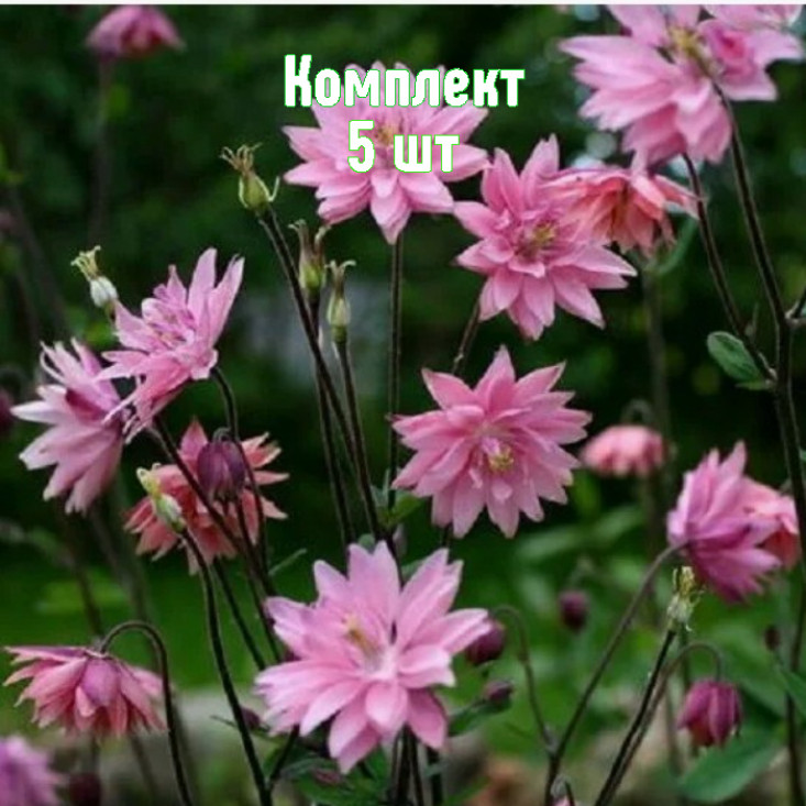 Комплект 5шт / Аквилегия Роуз Барлоу Комплект 5шт / Аквилегия Роуз Барлоу