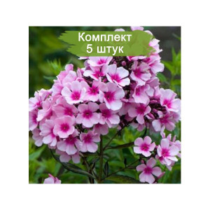 Комплект 5шт / Флокс Брайт Айз (Bright Eyes) Комплект 5шт / Флокс Брайт Айз (Bright Eyes)