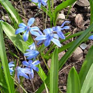 Саженцы Комплект 5шт / Пролеска сибирская (Scilla siberica..