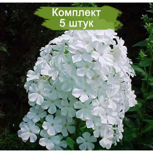 Комплект 5шт / Флокс Вайт Адмирал ( White Admiral)